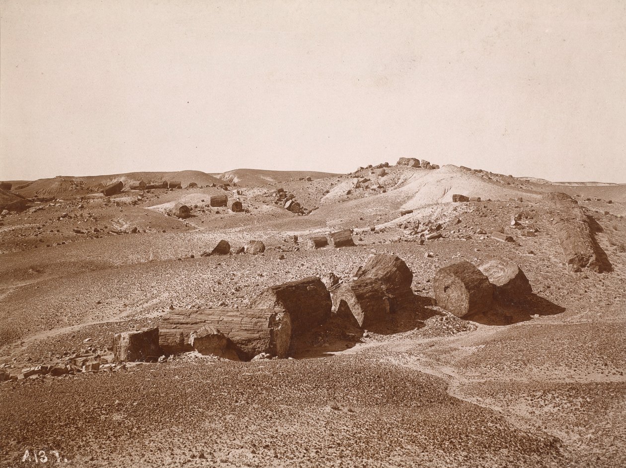 पेट्रिफ़ाइड फ़ॉरेस्ट में (सामान्य दृश्य, मध्य पार्क) द्वारा एसी वोरोमन