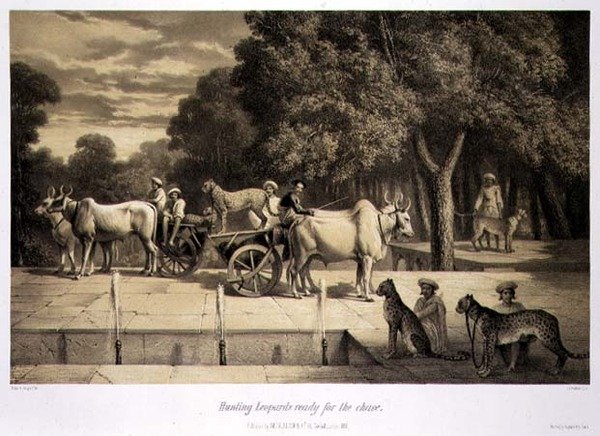 लुई हेनरी डी रुडर (1807-81) पब द्वारा उकेरी गई 'वॉयज इन इंडिया' से शिकार के लिए तैयार तेंदुए का शिकार। लंदन में द्वारा ए। (बाद) सोल्टीकोफ