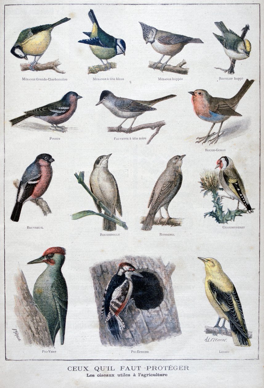 कृषि में उपयोगी पक्षी, 1896 द्वारा एक क्लेमेंट