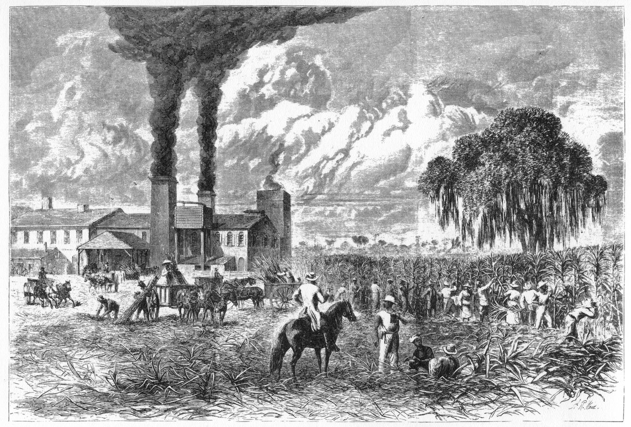 चीनी बागान, न्यू ऑरलियन्स, 1870। द्वारा एआर वार्ड