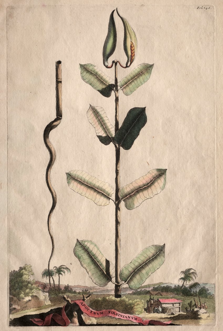 Phytographia उत्सुक: Virginianum फैल गया। द्वारा अब्राहम मुनटिंग