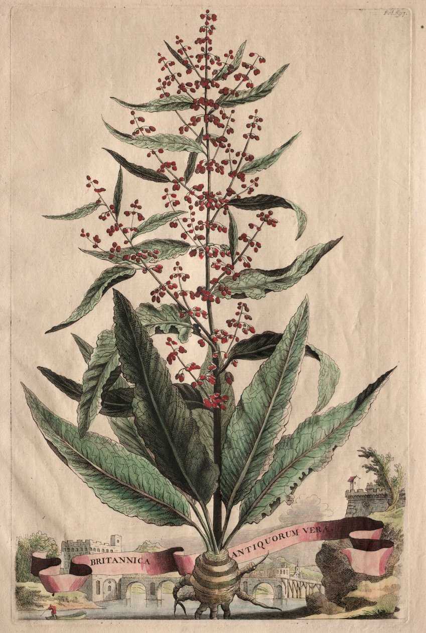 Phytographia उत्सुक: ब्रिटिश प्राचीन सत्य। द्वारा अब्राहम मुनटिंग