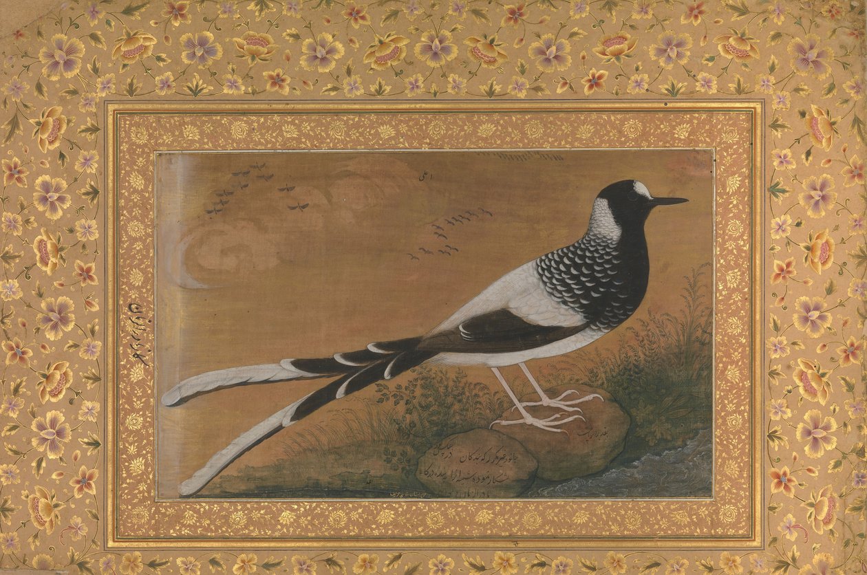 चित्तीदार फोर्कटेल, शाहजहाँ एल्बम से फोलियो, रेक्टो: सीए। 1610-15, वर्सो सीए। 1540. द्वारा अबू अल हसन