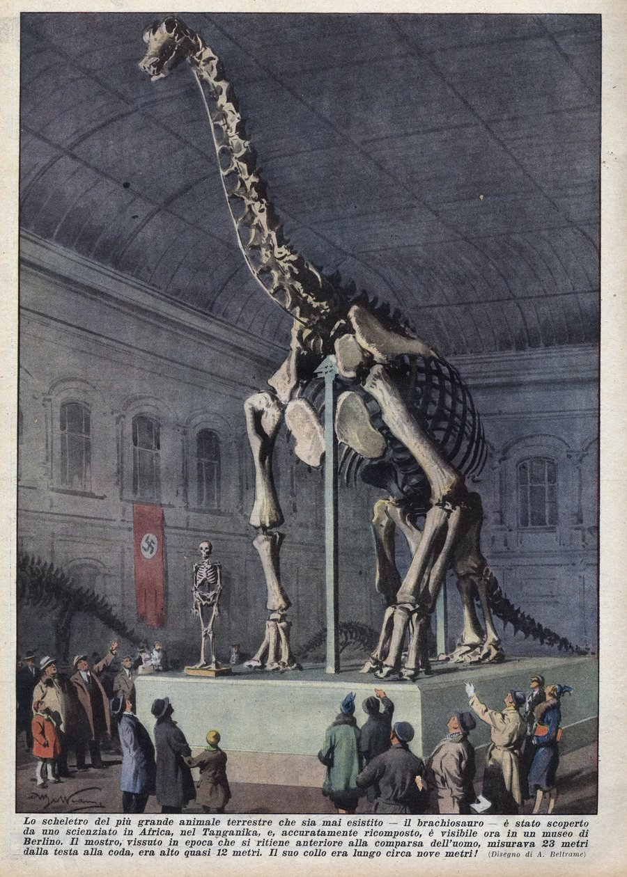 जर्मनी के बर्लिन में एक संग्रहालय में अफ्रीका में एक वैज्ञानिक द्वारा खोजे गए ब्राचियोसौर कंकाल की स्थापना। 12/12/1937 के "ला डोमेनिका डेल कोरिएरे" में एच्लीस बेल्ट्राम का चित्रण द्वारा अचिल बेल्ट्रैम