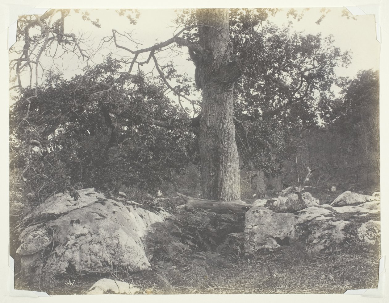  द्वारा Achill Quinet