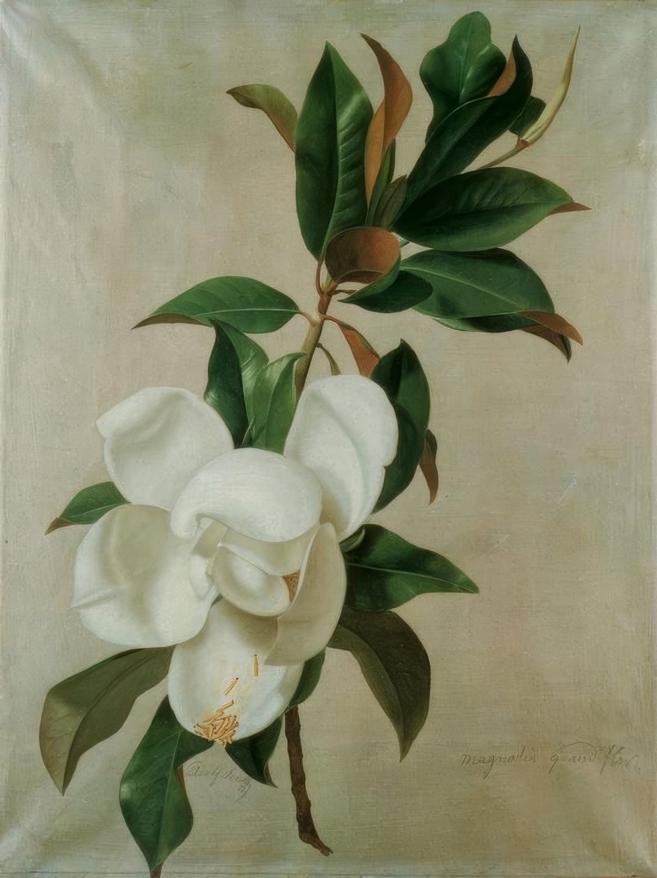 Magnolie द्वारा एडोल्फ सेन्फ़