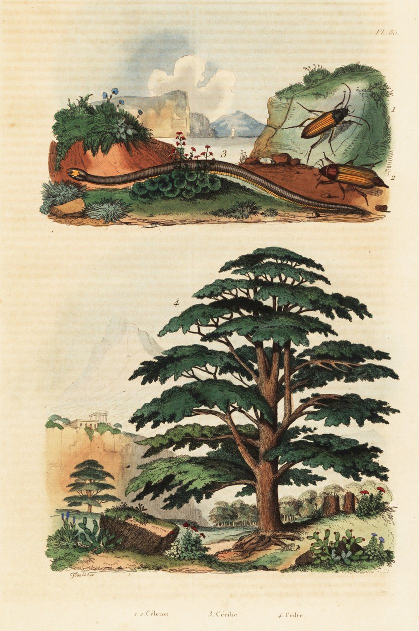 लेबनान का देवदार, दो-पंक्ति वाला सीसिलियन और क्लिक बीटल, 1834-1839 (उत्कीर्णन) द्वारा एडॉल्फ (बाद में) फ्राइज़
