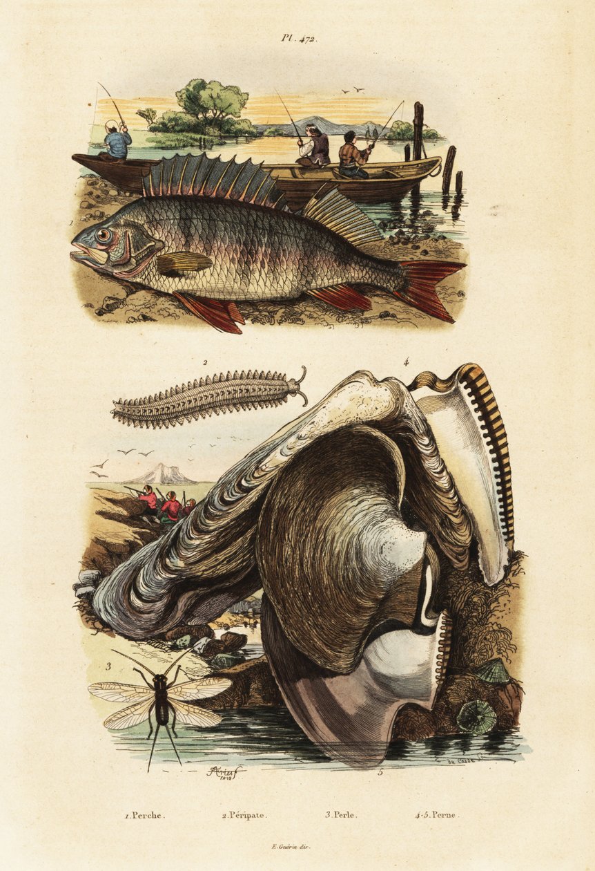 पर्च, मोती सीप, मखमली कीड़ा और फीताकृमि, 1834-1839 (उत्कीर्णन) द्वारा एडॉल्फ (बाद में) फ्राइज़