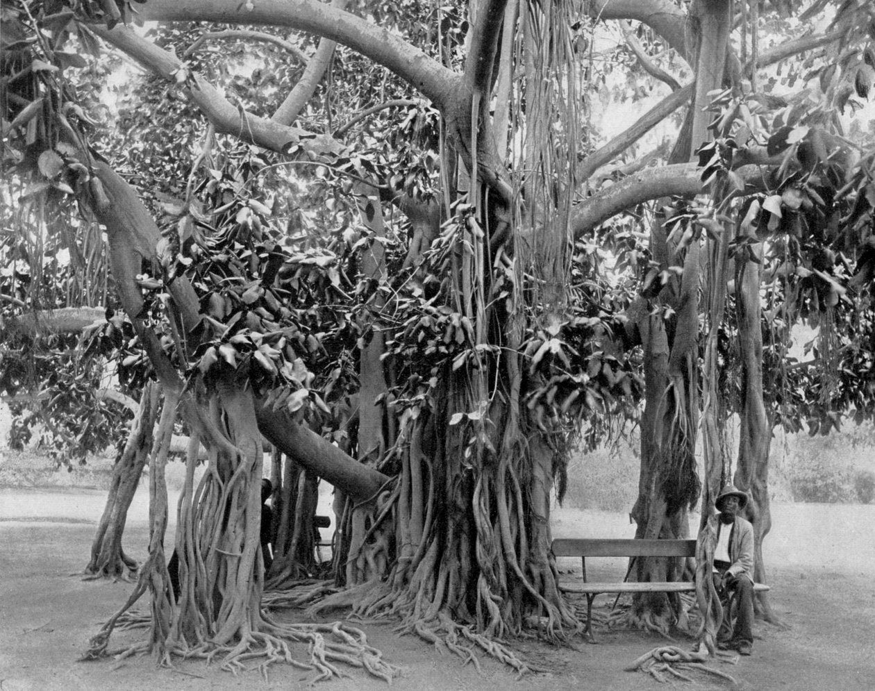 बरगद का पेड़, किंग्स्टन पार्क, जमैका, c1905। द्वारा एडोल्फ डुपरली और सोन