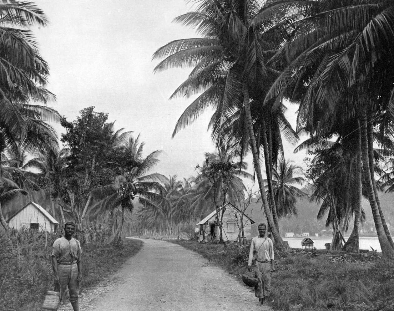 कोकोनट ग्रोव, पोर्ट एंटोनियो, जमैका, c1905। द्वारा एडोल्फ डुपरली और सोन