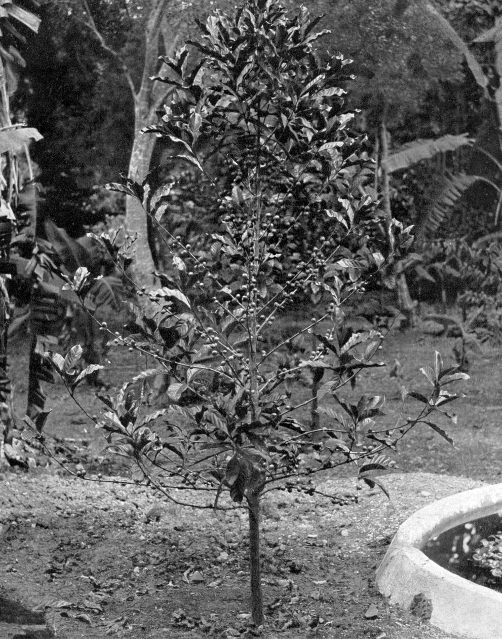 कॉफी ट्री, जमैका, c1905। द्वारा एडोल्फ डुपरली और सोन