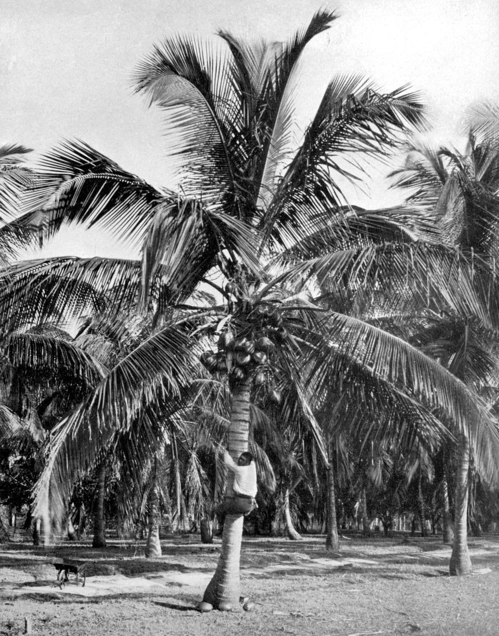 नारियल, जमैका, c1905 उठाएं द्वारा एडोल्फ डुपरली और सोन
