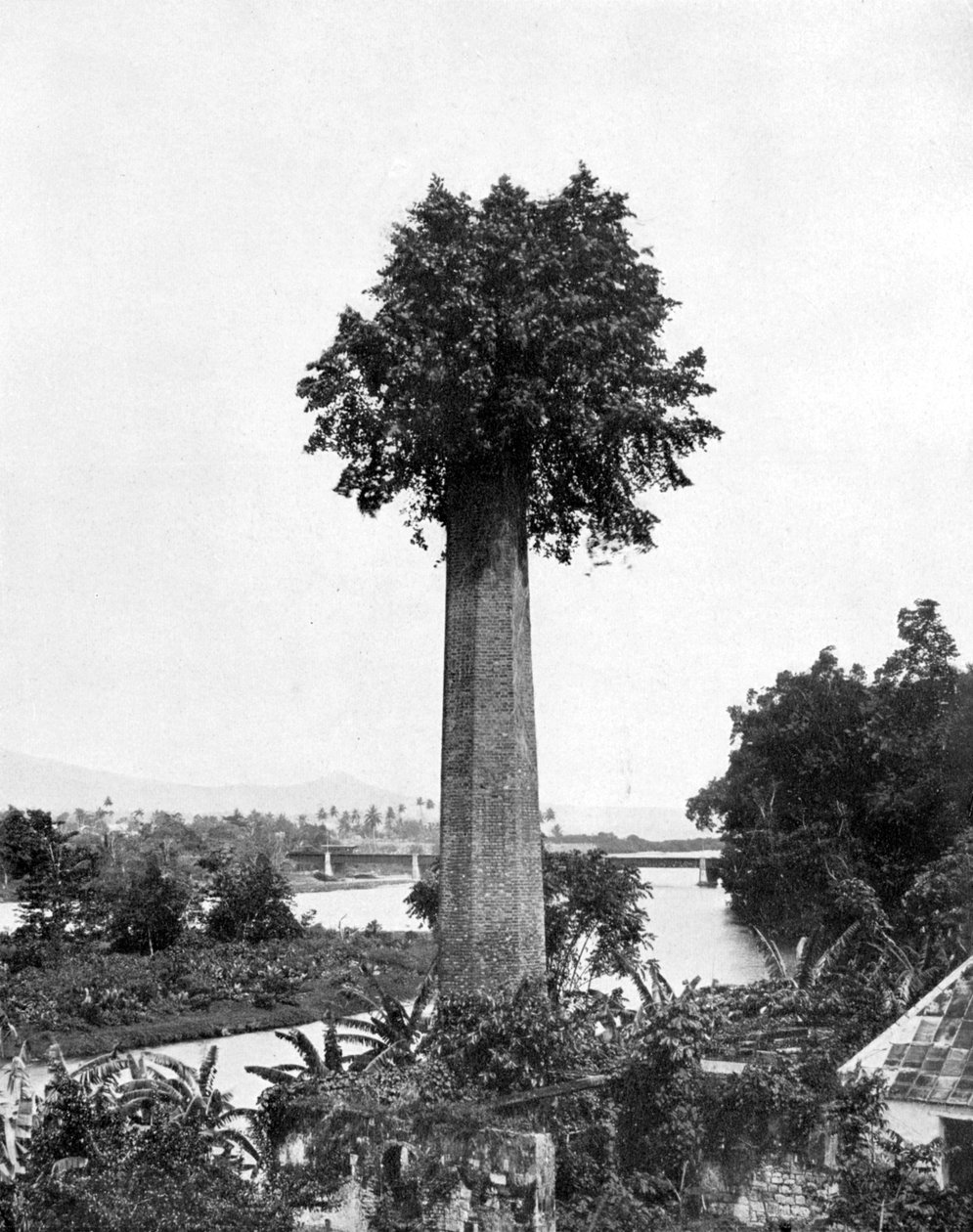 पुरानी शुगर एस्टेट चिमनी, जमैका, C1905 पर पेड़ उग रहे हैं। द्वारा एडोल्फ डुपरली और सोन
