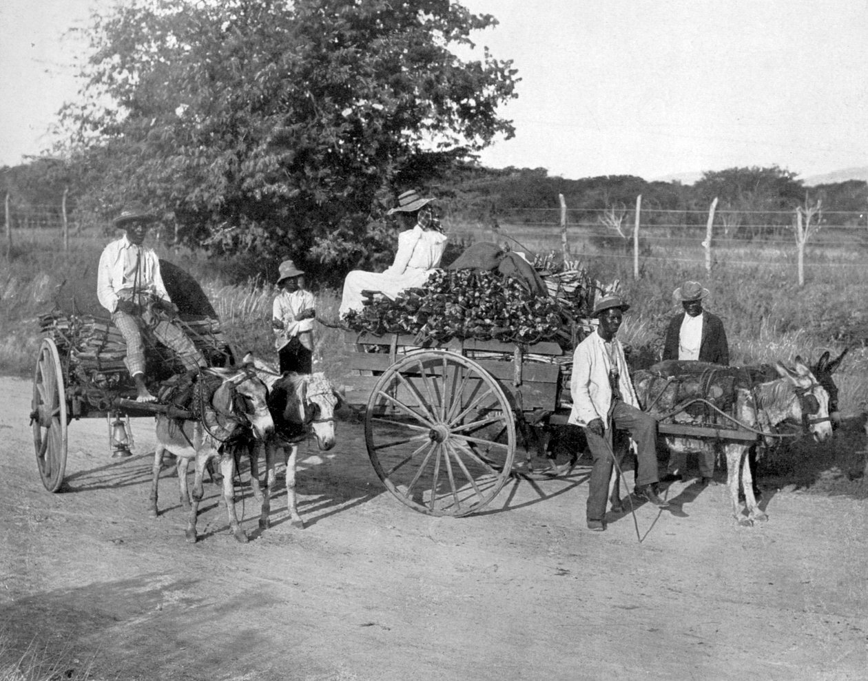लकड़ी की गाड़ियाँ, जमैका, c1905। द्वारा एडोल्फ डुपरली और सोन