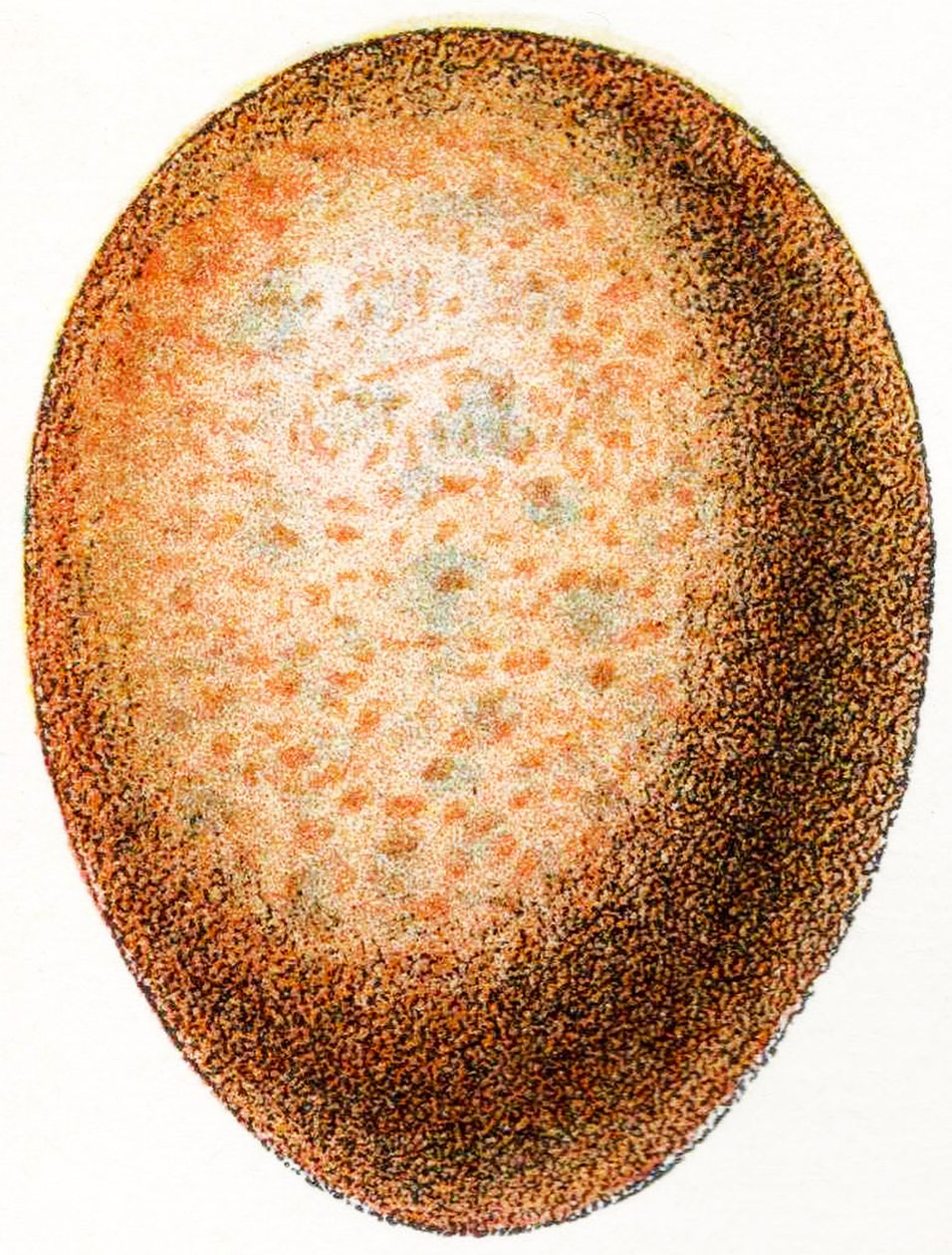 फाल्कन अंडा, 1923 द्वारा एडोल्फ फिलिप मिलोट