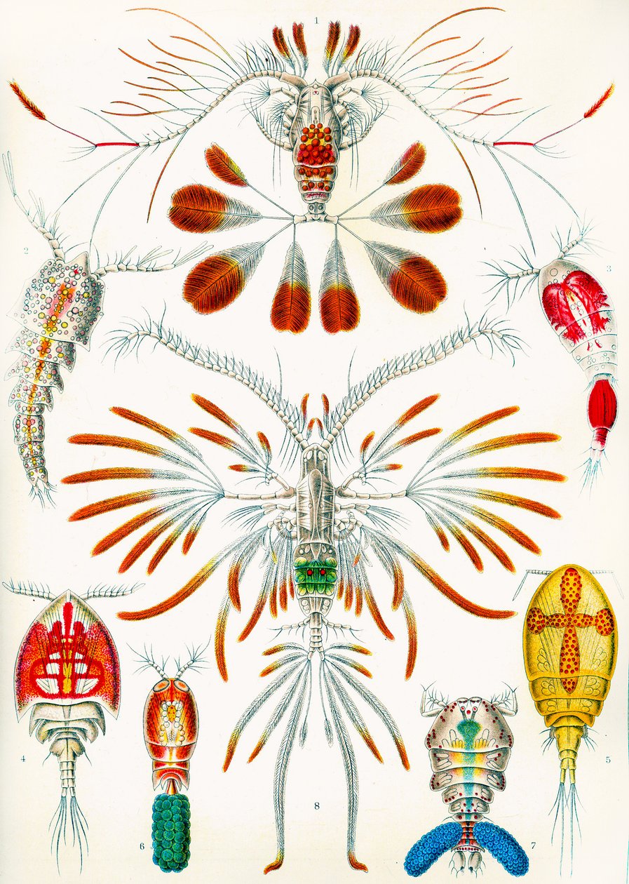 कोपपोड्स का चित्रण, c.1909 द्वारा एडोल्फ फिलिप मिलोट