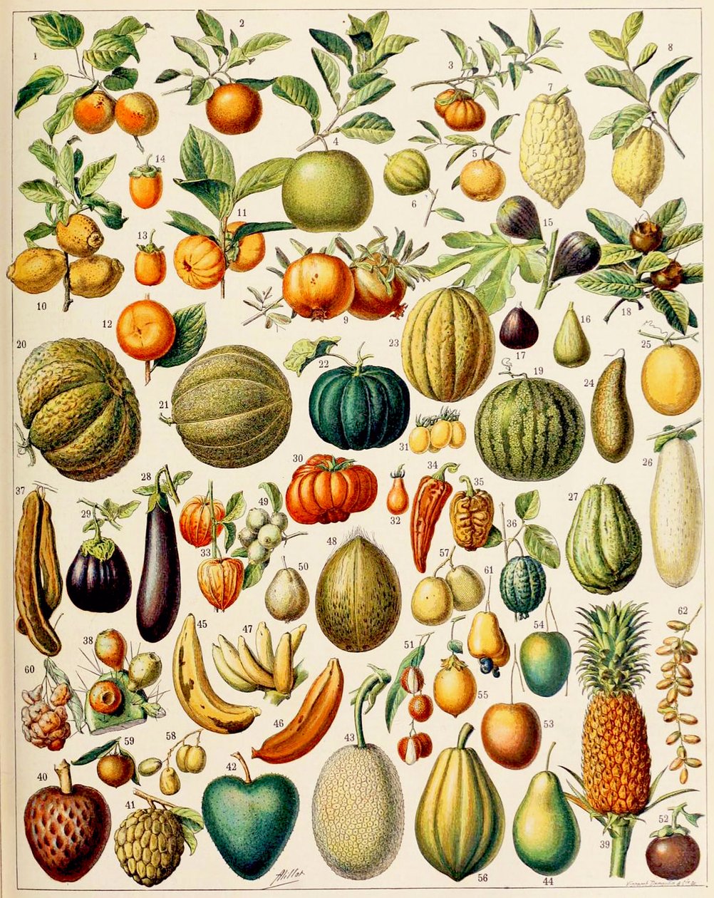 फल का चित्रण c.1923 द्वारा एडोल्फ फिलिप मिलोट