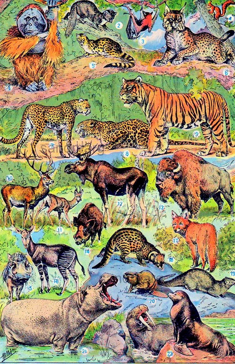 जंगली जानवरों का चित्रण c.1923 द्वारा एडोल्फ फिलिप मिलोट