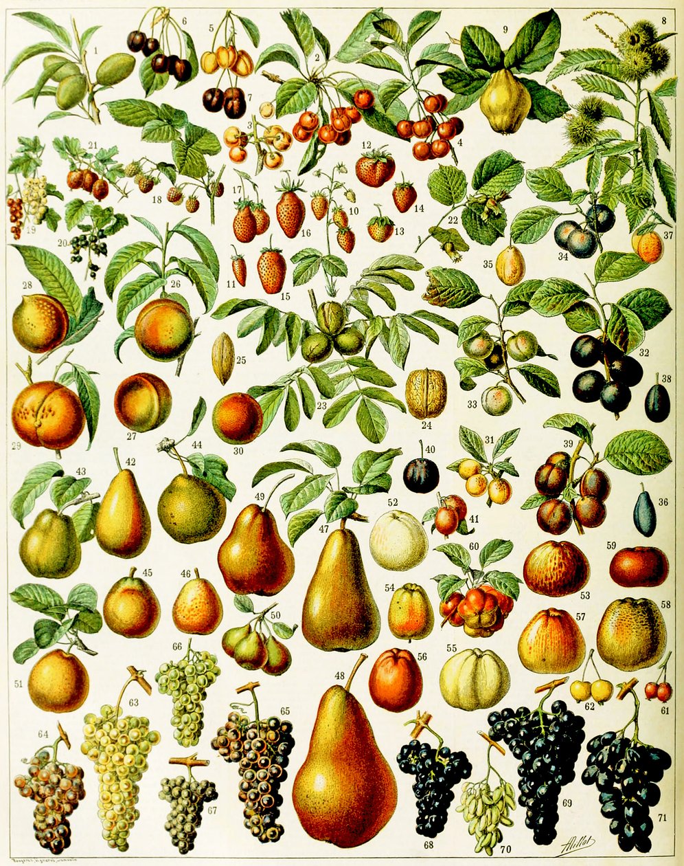 फल का चित्रण c.1923 द्वारा एडोल्फ फिलिप मिलोट