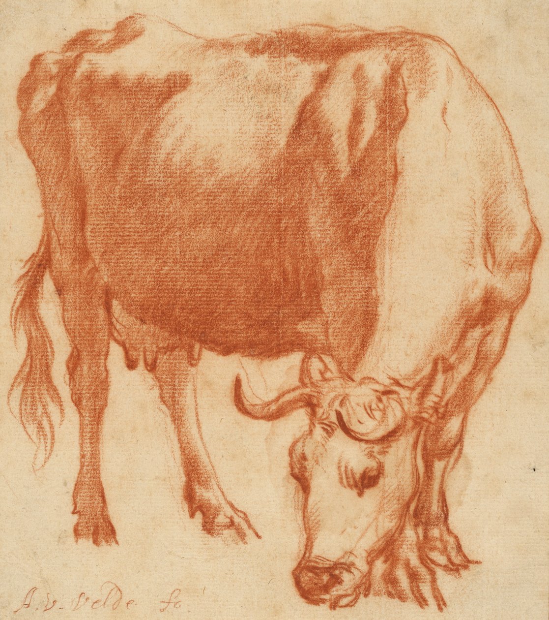 एक गाय चराई, c.1663 (लाल चाक ड्राइंग) द्वारा एड्रिएन वैन डे वेलडे