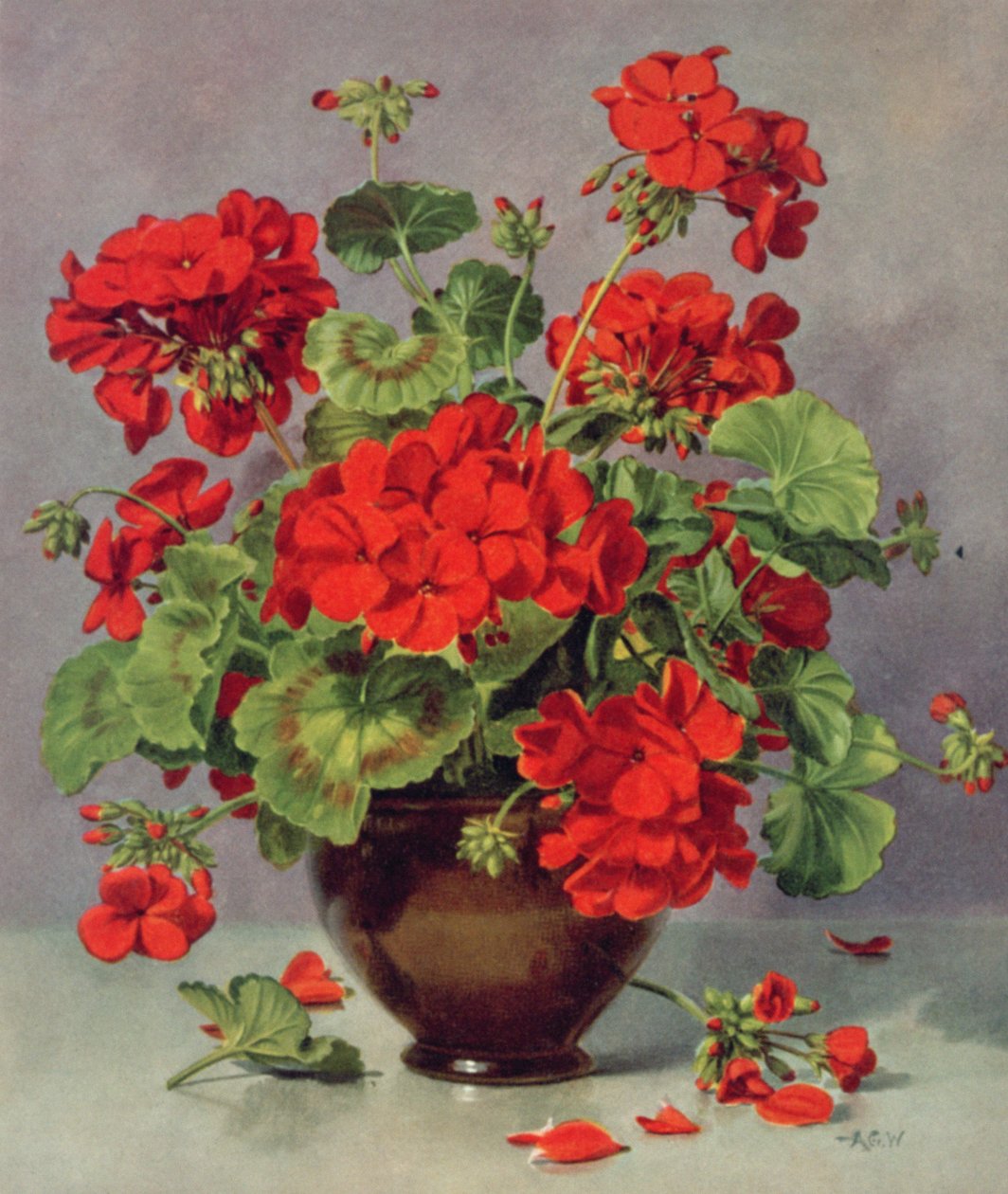 एक मिट्टी के बरतन फूलदान में PB273 Geranium द्वारा अल्बर्ट विलियम्स