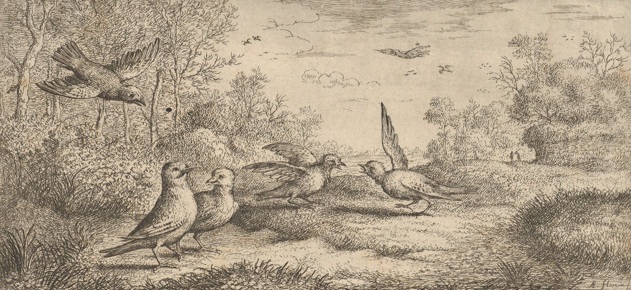 गैरूलस, गे द जे: लिवरे डी'ऑसॉक्स बुक ऑफ बर्ड्स, 1655-1660। द्वारा अल्बर्ट फ्लेमिश
