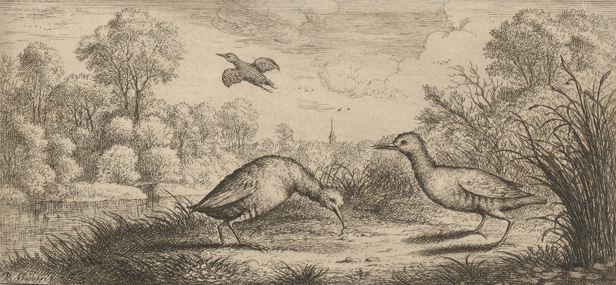 ऑर्टीगोमेट्रा, रैले द रेल: लिवर डी'ऑयसेक्स बुक ऑफ बर्ड्स, 1655-1660।, द्वारा अल्बर्ट फ्लेमिश