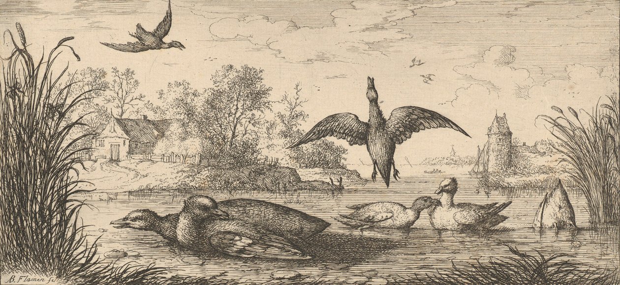 क्वेरक्वेदुला, कर्सेल द टील: लिवर डी'ऑसॉक्स बुक ऑफ बर्ड्स, 1655-1660। द्वारा अल्बर्ट फ्लेमिश