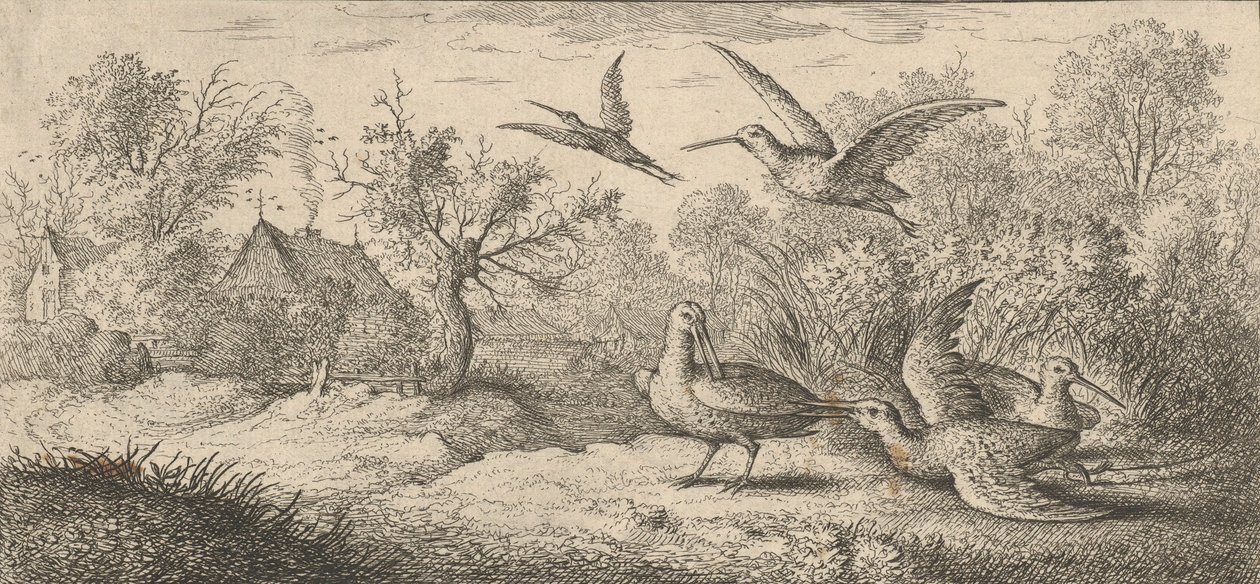 रुस्तिकुला, बेकासे द वुडकॉक: लिवर डी'ऑसॉक्स बुक ऑफ बर्ड्स, 1655-1660। द्वारा अल्बर्ट फ्लेमिश