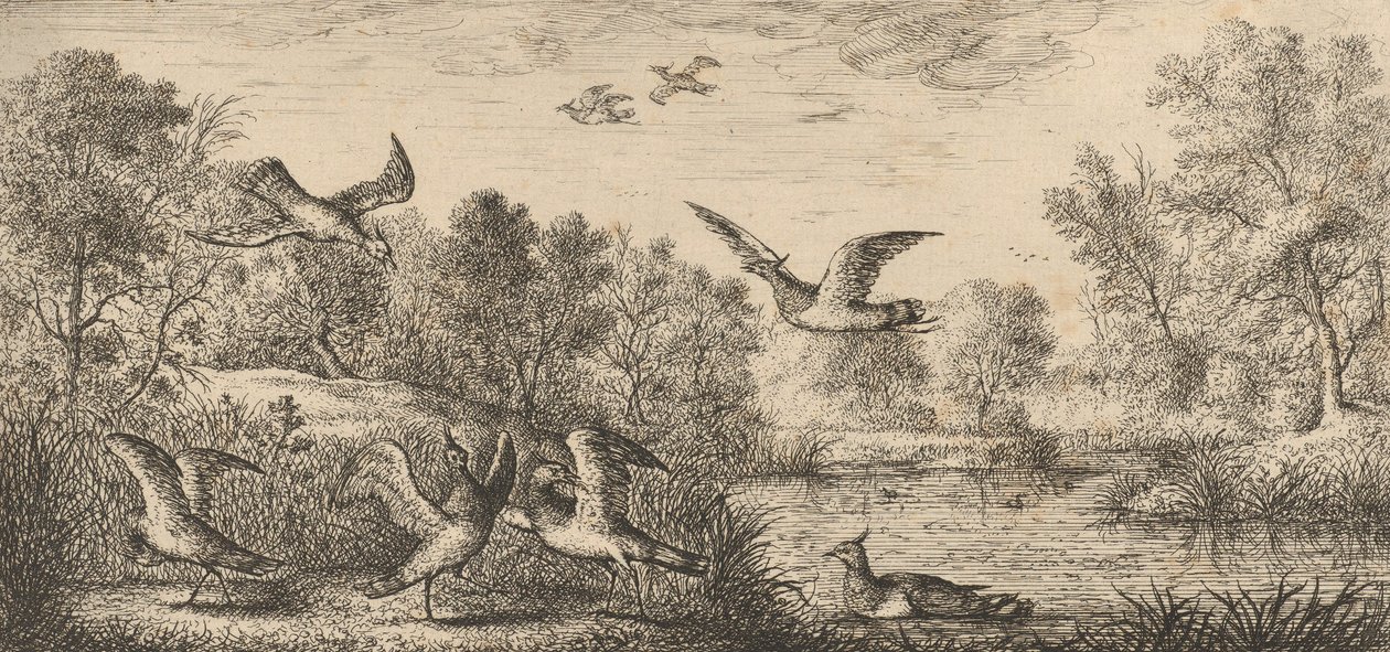वेनेलस, वेन्यू द लैपविंग: लिवरे डी'ऑयसेक्स बुक ऑफ बर्ड्स, 1655-1660। द्वारा अल्बर्ट फ्लेमिश