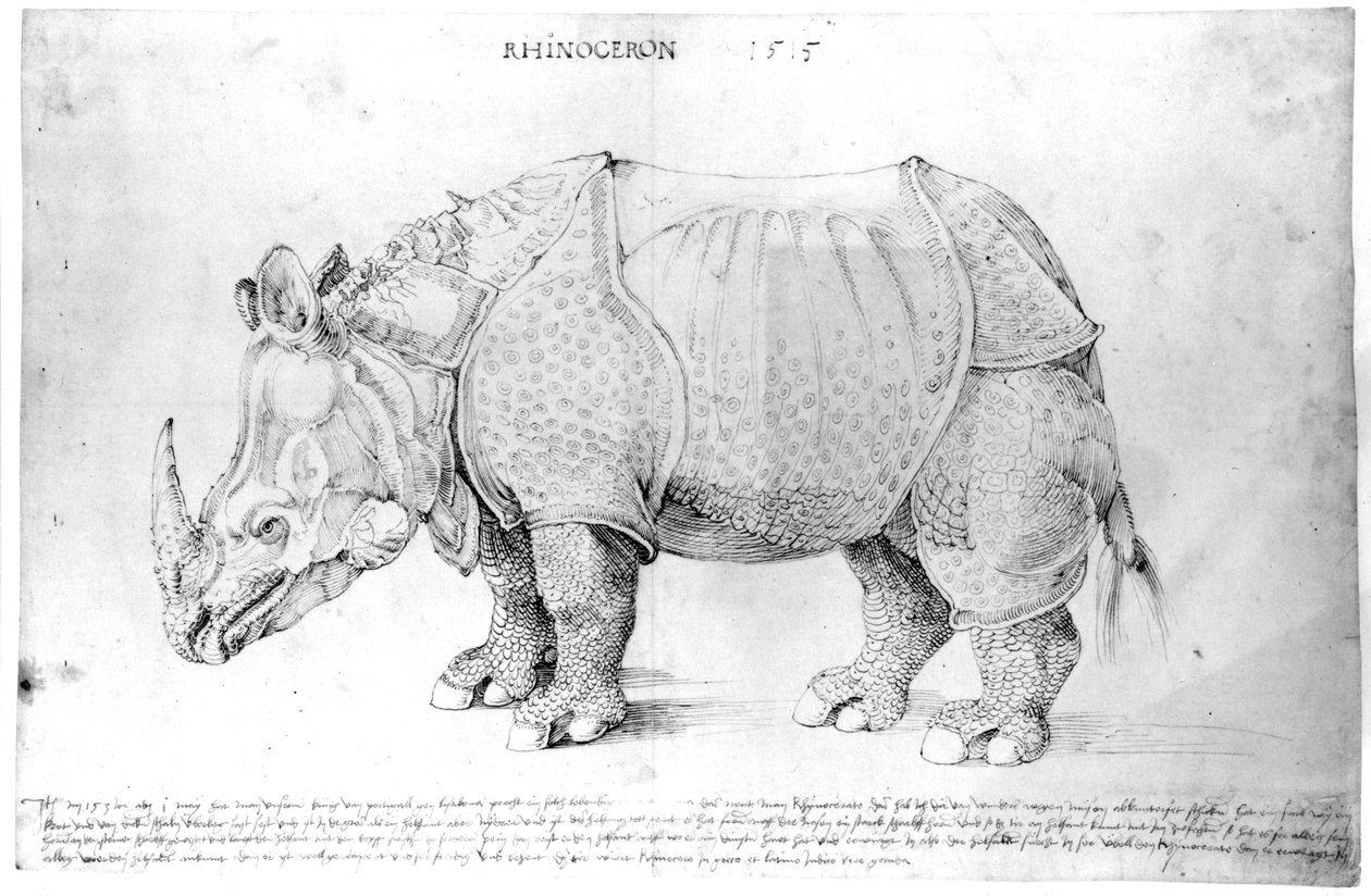गैंडा, 1515 द्वारा अल्ब्रेक्ट ड्यूरर