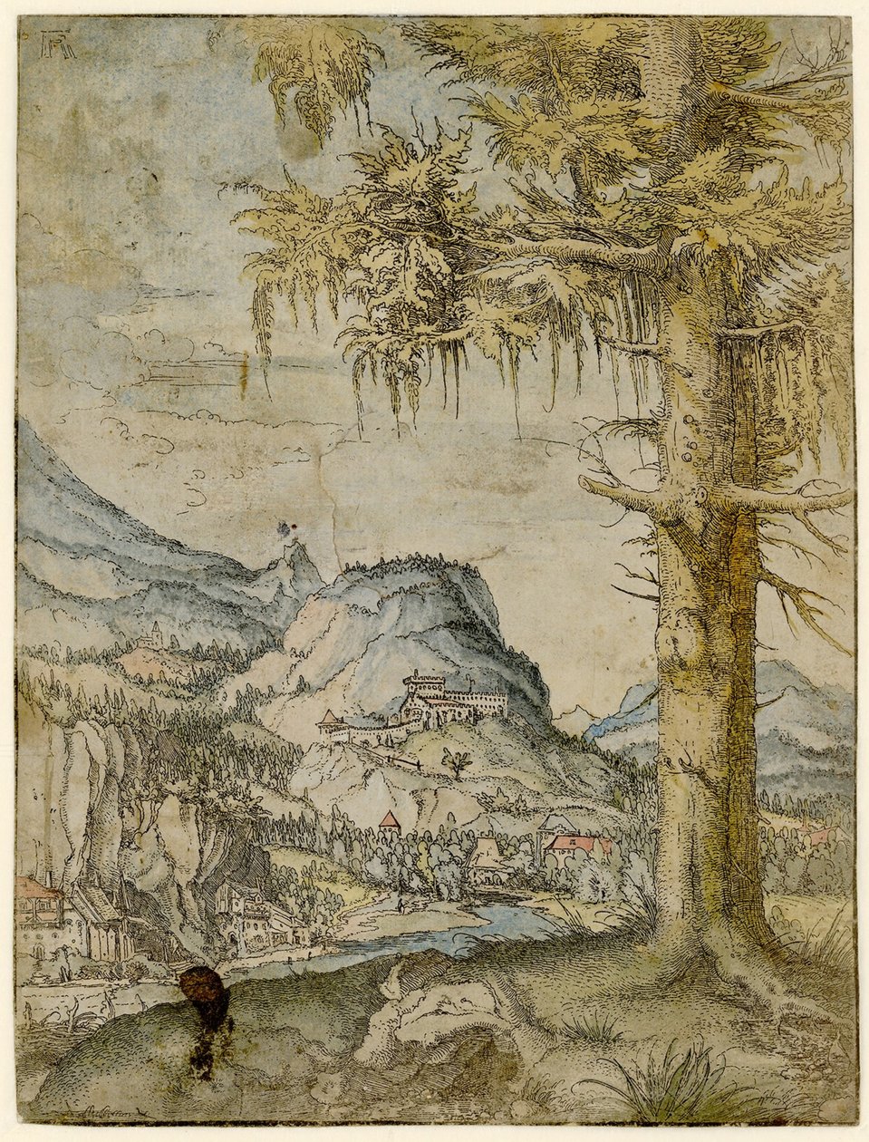 लार्ज स्प्रूस, सीए 1517-1520। द्वारा अल्ब्रेक्ट अल्टरडोरर