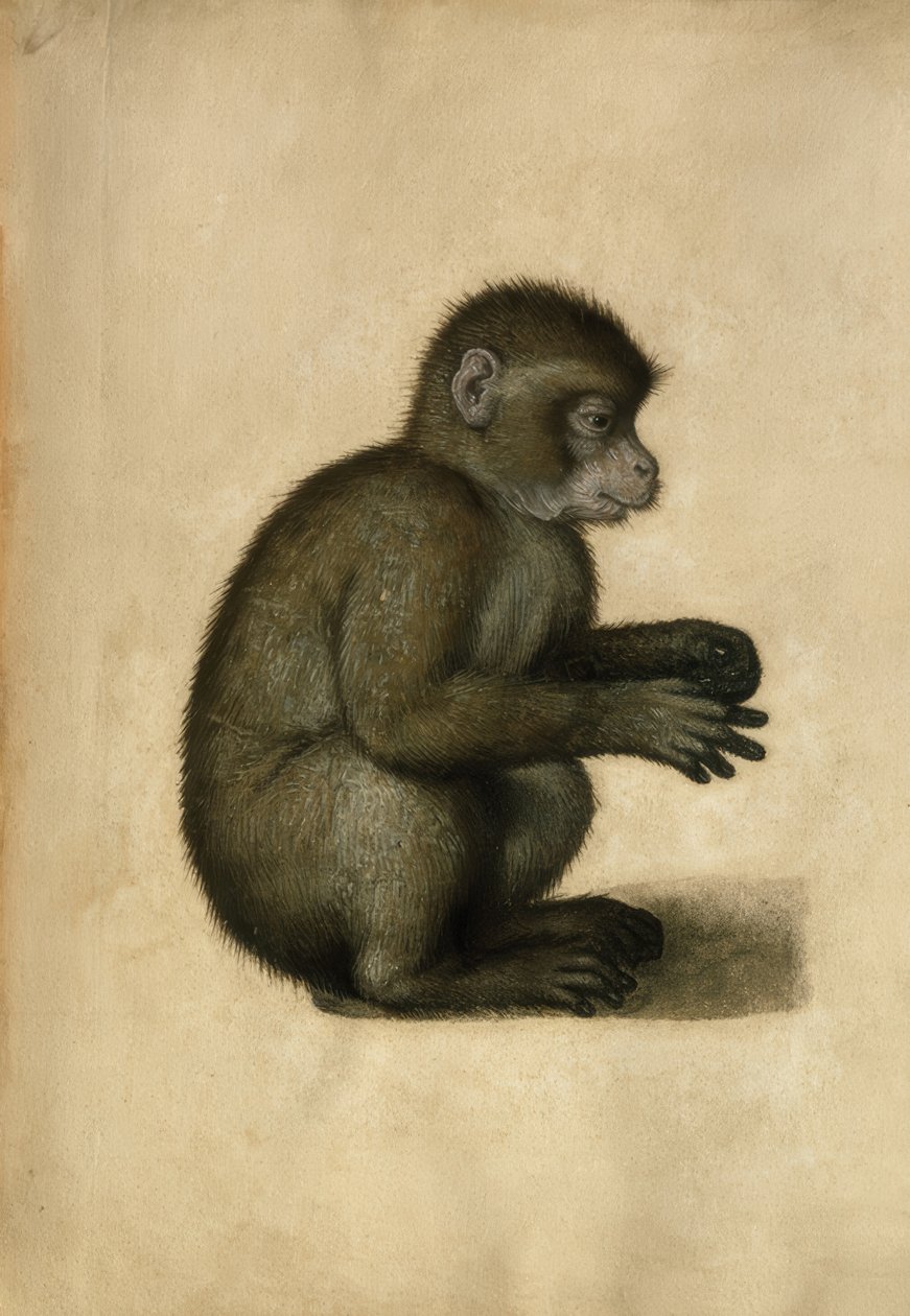 बंदर - पानी के रंग का, A.Dürer अट्रिब। द्वारा अल्ब्रेक्ट ड्यूरर
