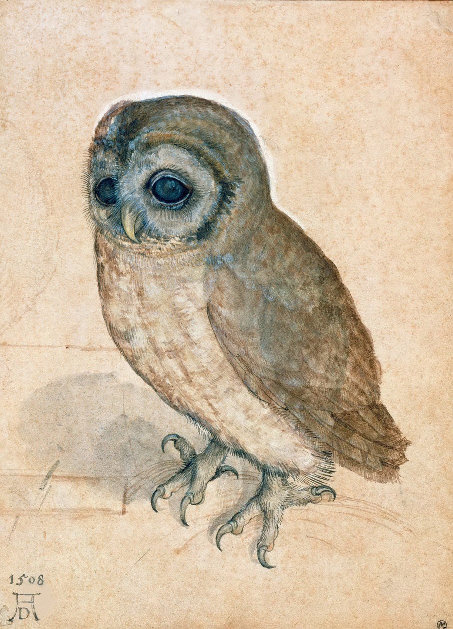 छोटा उल्लू, 1508। द्वारा अल्ब्रेक्ट ड्यूरर