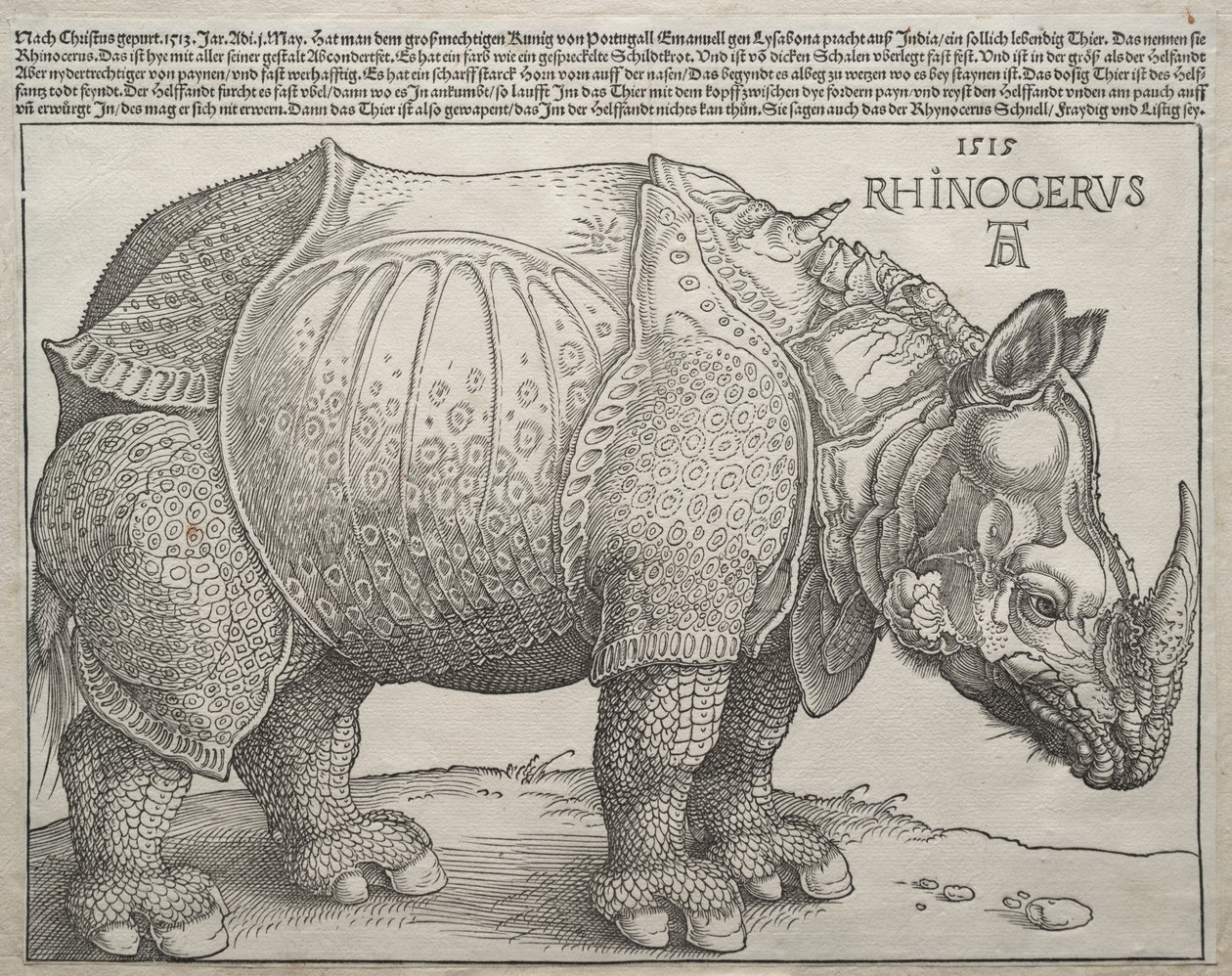 गैंडा, 1515। द्वारा अल्ब्रेक्ट ड्यूरर