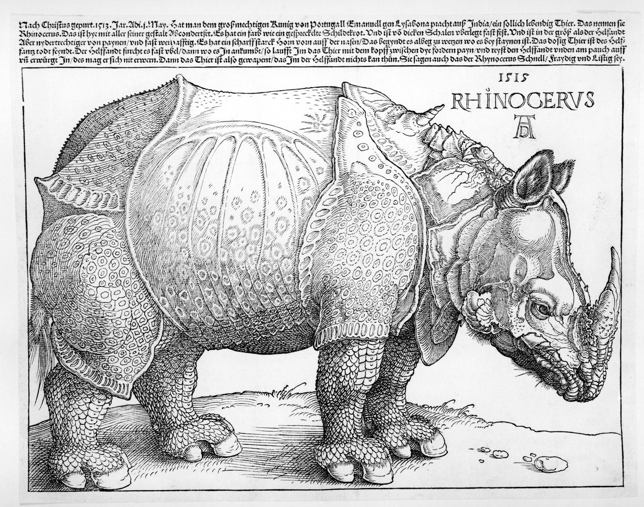 गैंडा, 1515 द्वारा अल्ब्रेक्ट ड्यूरर