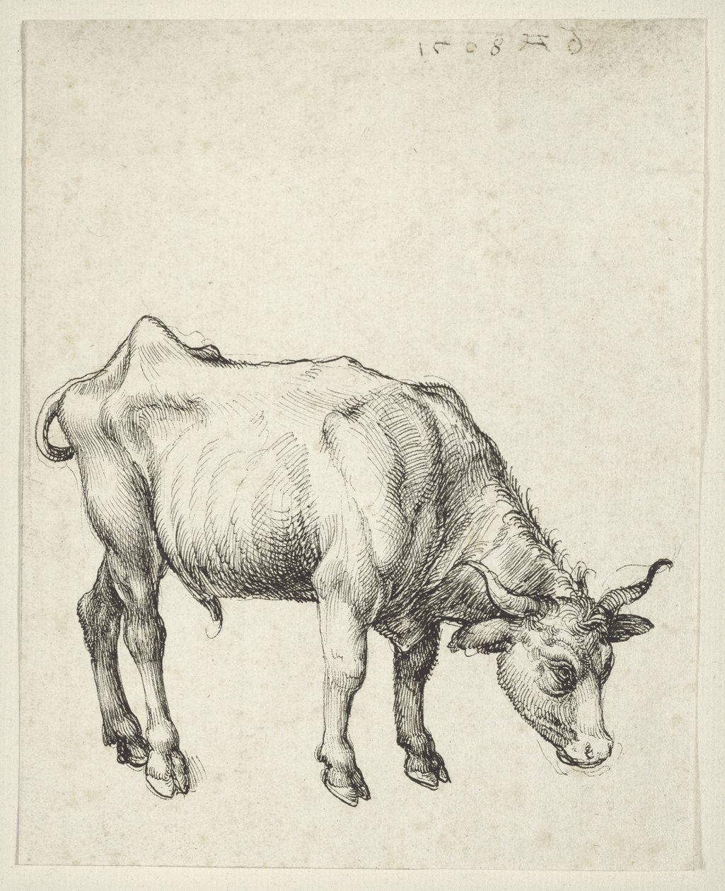 यंग बुल, c.1493 द्वारा अल्ब्रेक्ट ड्यूरर