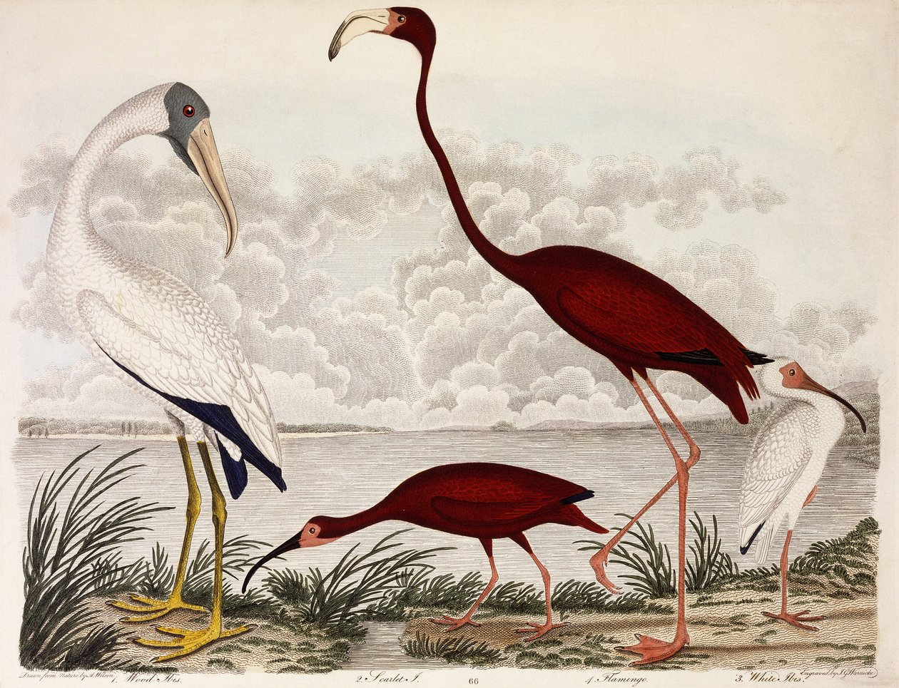 वुड इबिस, स्कारलेट फ्लेमिंगो, व्हाइट इबिस, c.1828-1829 द्वारा अलेक्जेंडर विल्सन