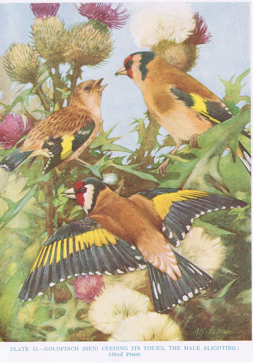 गोल्डफिंच ने अपने युवा, किर्कमैन अन्ड जर्सडैन, 1966 द्वारा &39;ब्रिटिश बर्ड्स&39; का चित्रण किया द्वारा अल्फ्रेड पुजारी