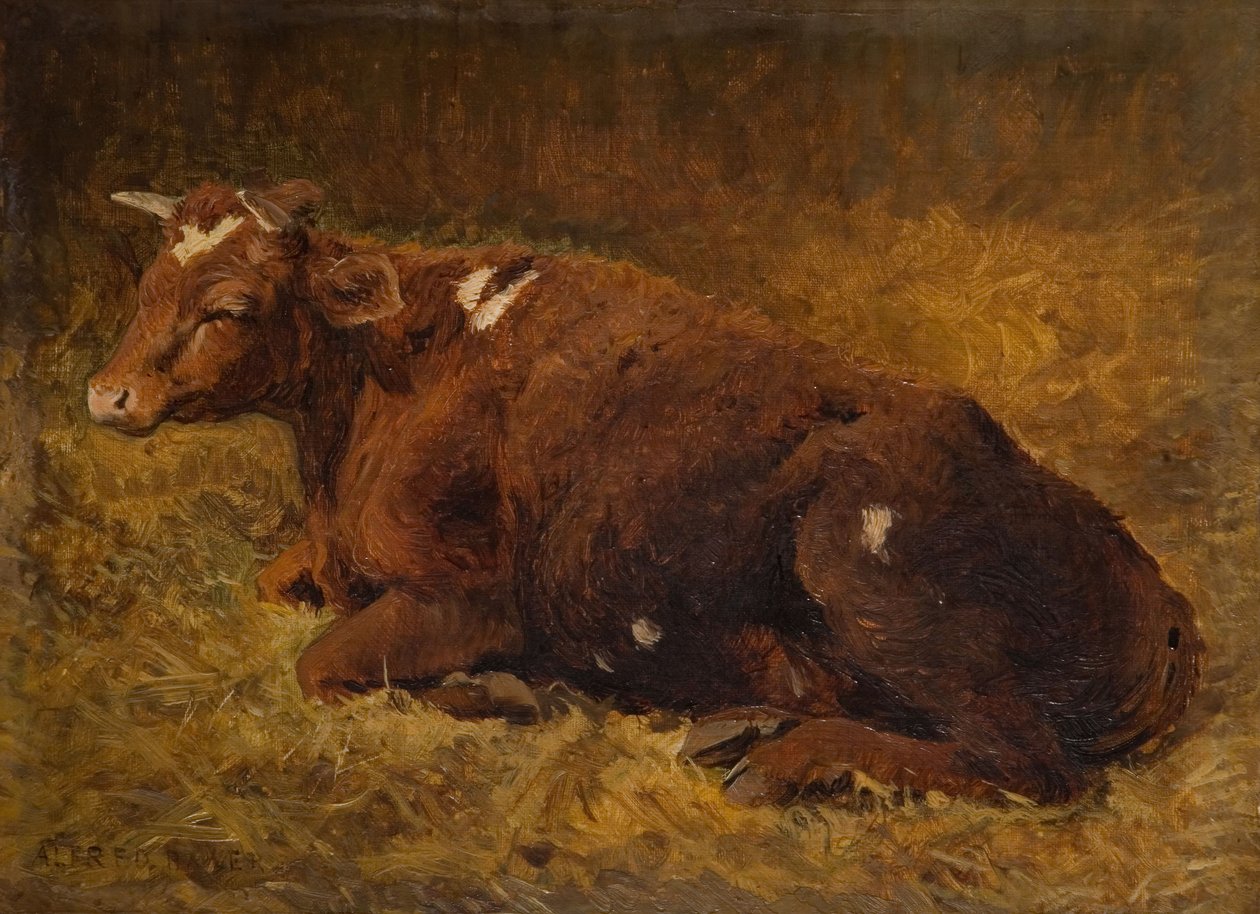 जमीन पर पड़ी एक गाय, 1865-1872। द्वारा अल्फ्रेड बेकर