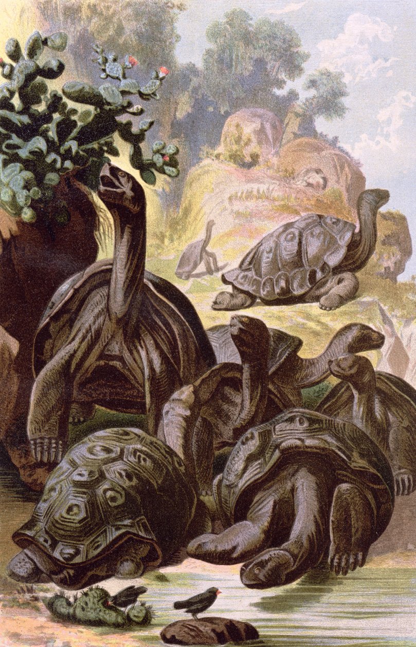 गैलापागोस द्वीप समूह से विशालकाय कछुए, एक प्राकृतिक इतिहास की किताब, 1887 से द्वारा अल्फ्रेड ब्रायम
