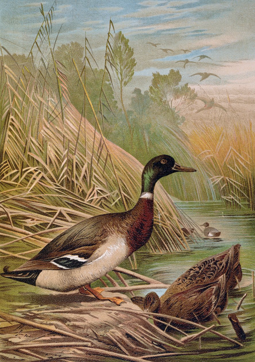 Mallards, एक हंगरी प्राकृतिक इतिहास की किताब, 1904 से चित्रण द्वारा अल्फ्रेड ब्रायम