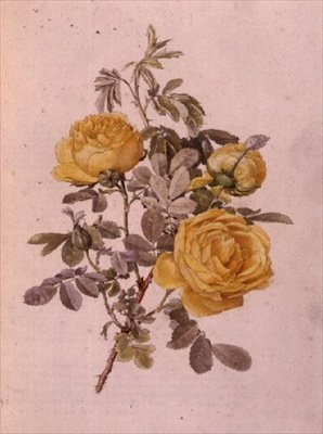 रोजा जीनस, नंबर 10, 755, c.1910 द्वारा अल्फ्रेड पार्सन्स