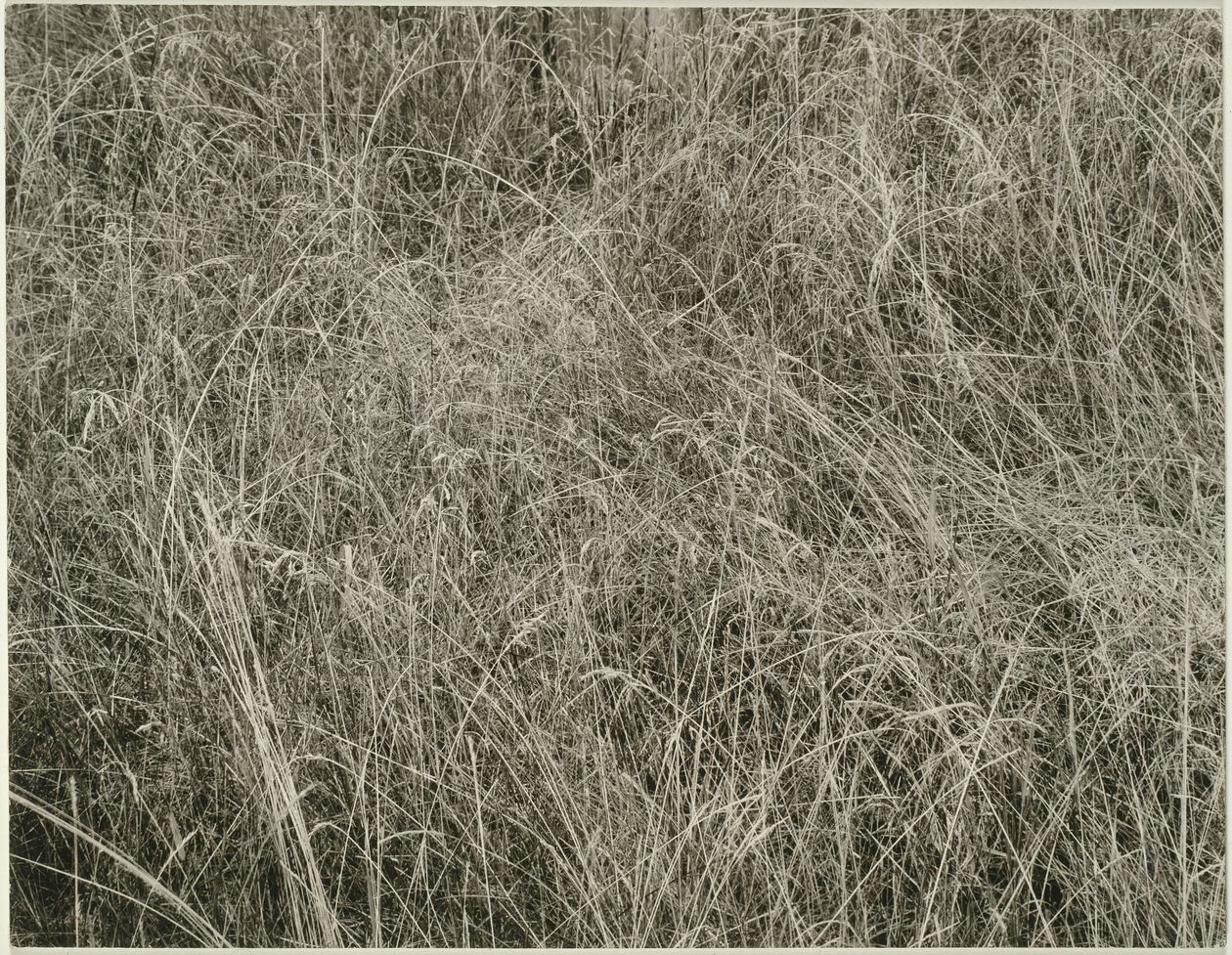 घास, 1933। द्वारा अल्फ्रेड स्टिग्लिट्ज़
