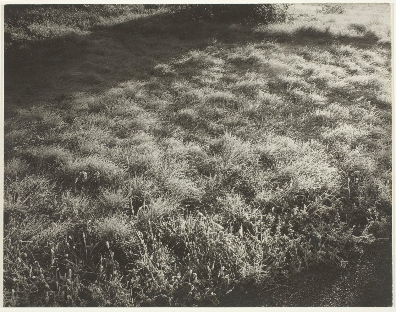 घास और फ्रॉस्ट, 1934। द्वारा अल्फ्रेड स्टिग्लिट्ज़