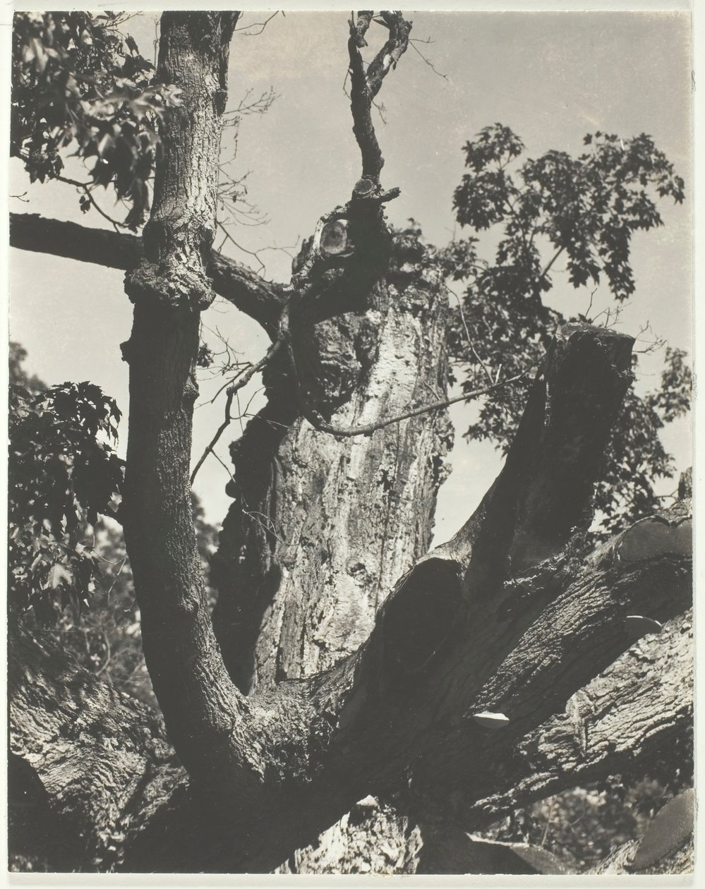 द ओल्ड मेपल - लेक जॉर्ज, 1926। द्वारा अल्फ्रेड स्टिग्लिट्ज़