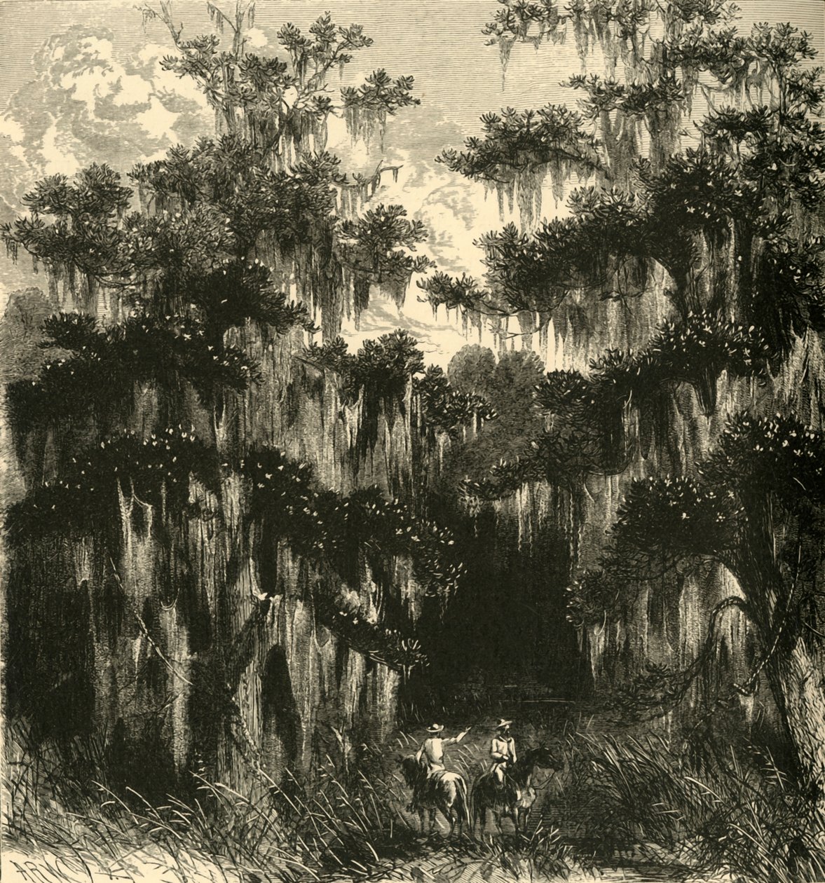 मैगनोलिया दलदल, 1872। द्वारा अल्फ्रेड वाउड