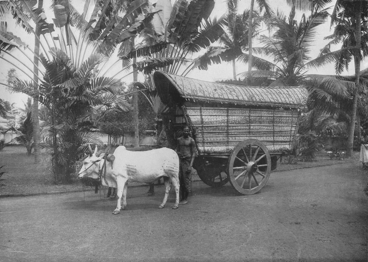 एक सीलोन बैलगाड़ी, c1890, 1910 द्वारा अल्फ्रेड विलियम अमैंडस प्लेट