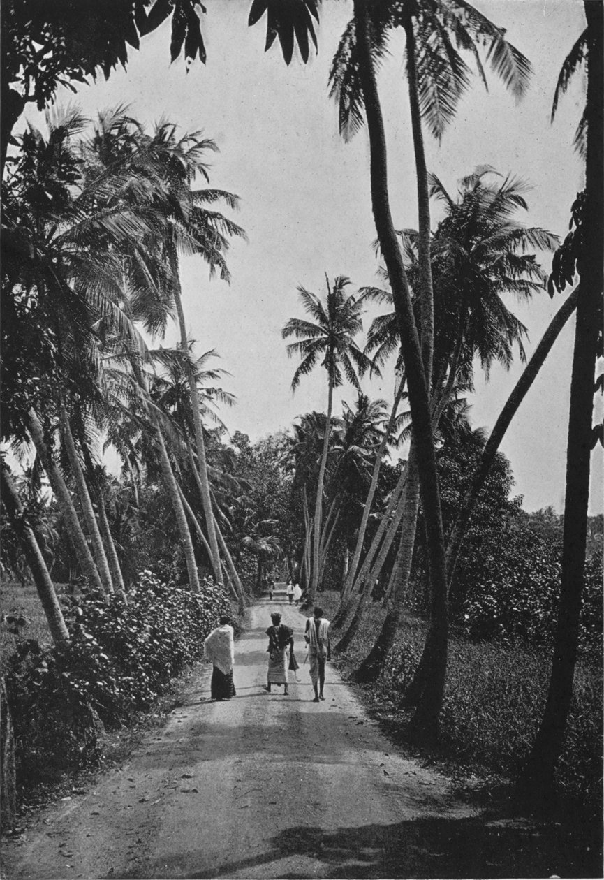 ए पाथ थ्रू पैडी फील्ड्स, c1890, 1910 द्वारा अल्फ्रेड विलियम अमैंडस प्लेट