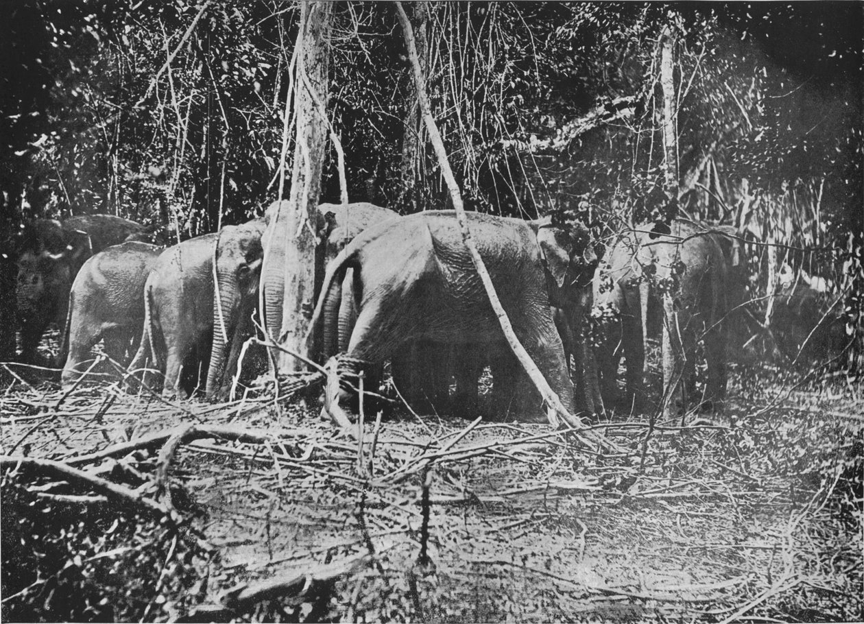 बाउंड गाय को बचाने का प्रयास, c1890, 1910 द्वारा अल्फ्रेड विलियम अमैंडस प्लेट